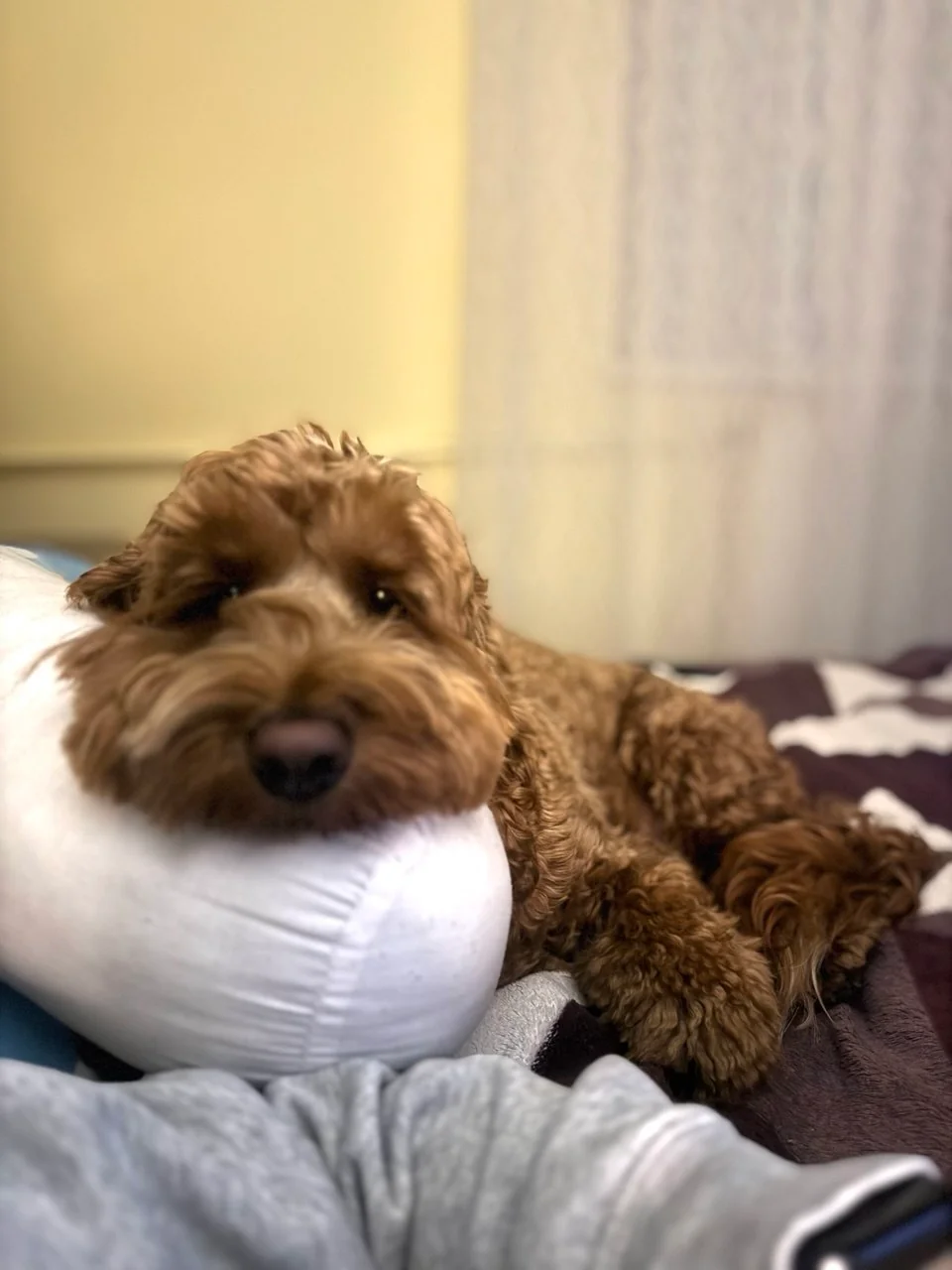 Cockapoo on a pillow